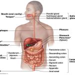 Digestive system diagram