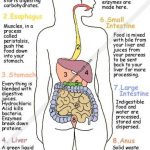 Digestive system diagram