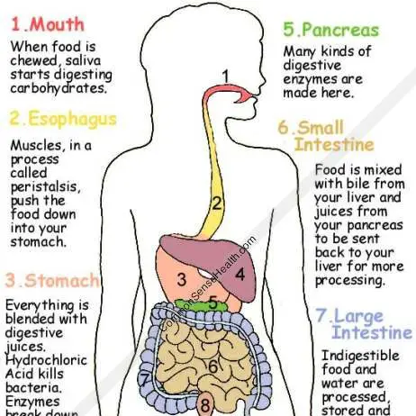 Digestive system diagram | Healthiack