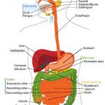 Digestive system diagram