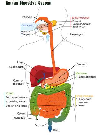 Digestive system diagram