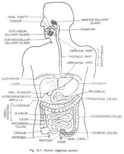 Digestive system diagram