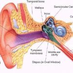 Ear diagram