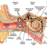 Ear diagram