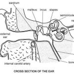 Ear diagram