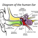 Ear diagram