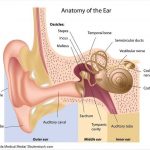 Ear diagram