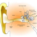 Ear diagram