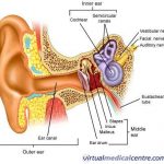 Ear diagram