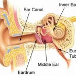Ear diagram