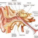 Ear diagram