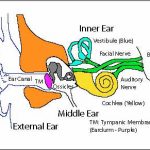 Ear diagram simple