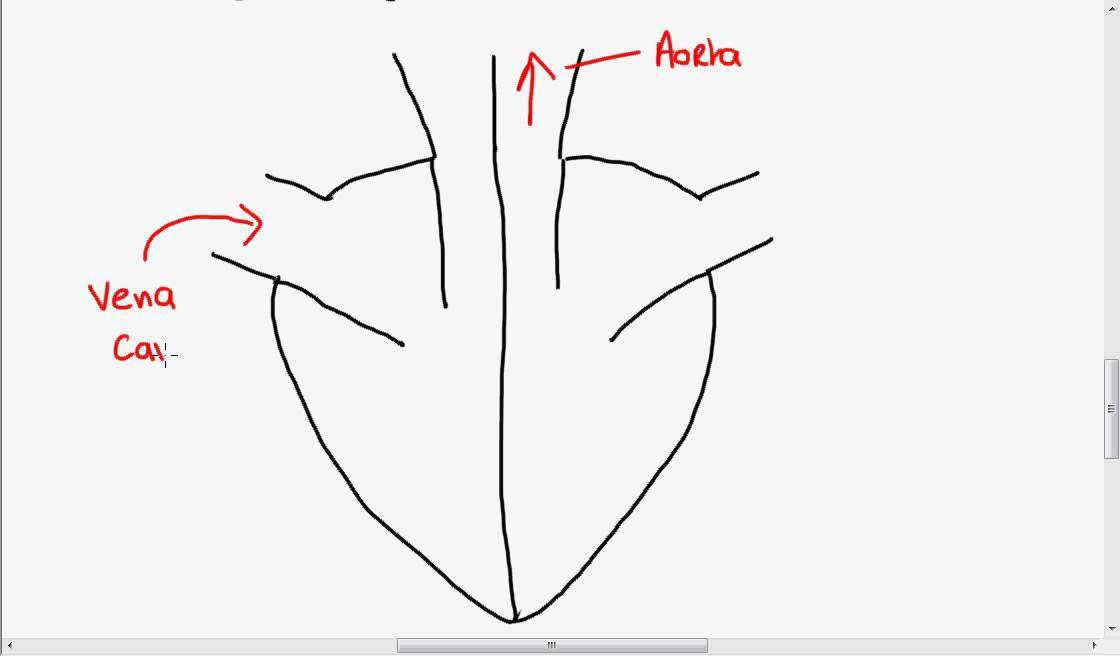 Easy diagram of heart