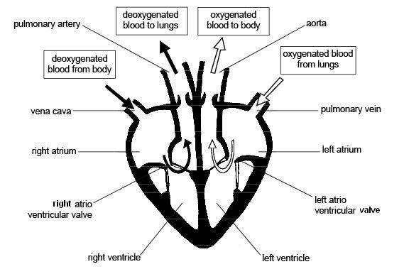 Easy diagram of heart