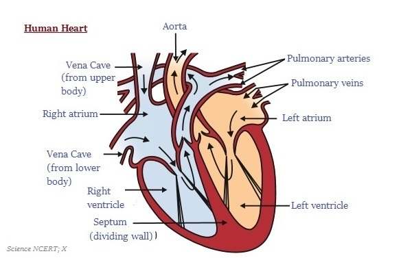 Easy heart diagram | Healthiack
