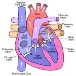 Easy heart diagram