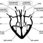 Easy heart diagram