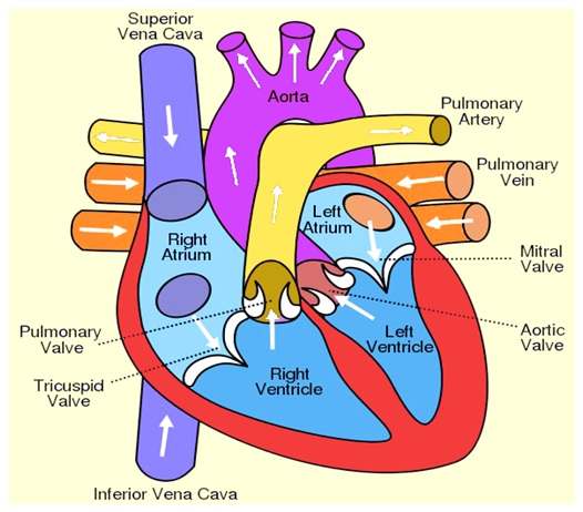 Easy heart diagram