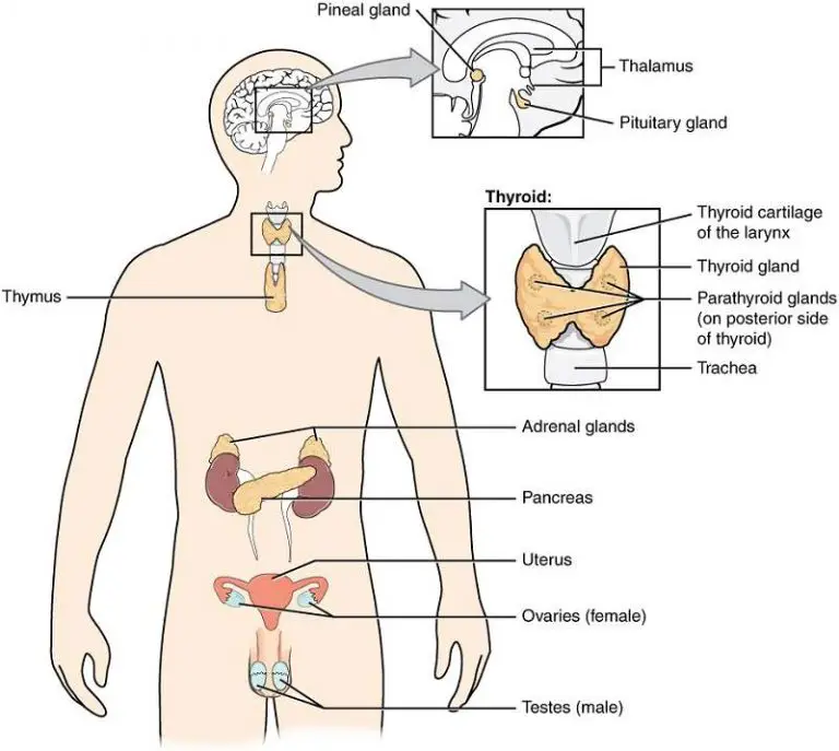 Endocrine system diagram