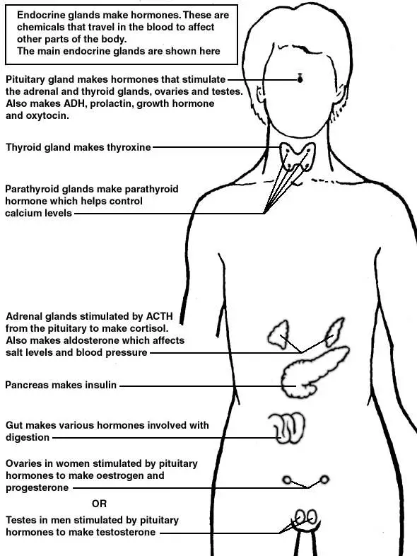 Endocrine system diagram