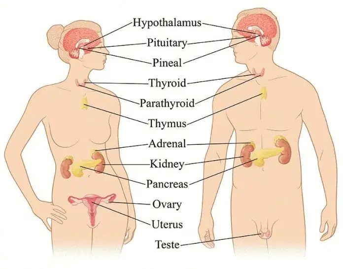 Endocrine System Diagram