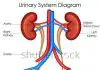 Excretory system diagram