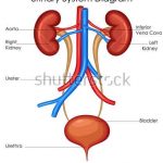Excretory system diagram