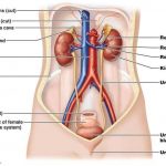 Excretory system diagram