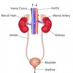 Excretory system diagram