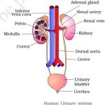 Excretory system diagram