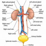 Excretory system diagram