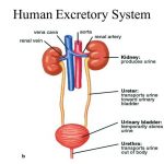 Excretory system diagram