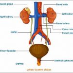 Excretory system diagram