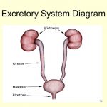 Excretory system diagram