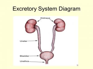 Excretory system diagram