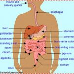 Excretory system diagram