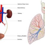 Excretory system diagram