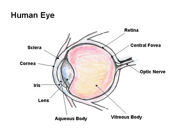 Eye diagram labeled