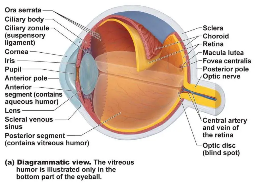 labelled diagram of the structure of the eye