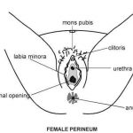 Female genitalia diagram