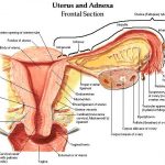 Female genitalia diagram
