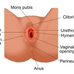 Female genitalia diagram