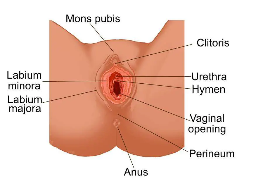 Female genitalia diagram