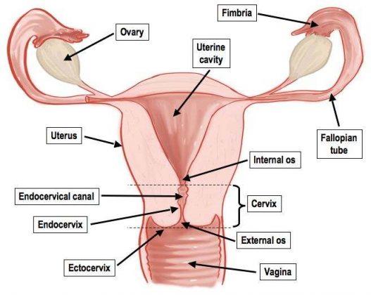 female-genitalia-diagram