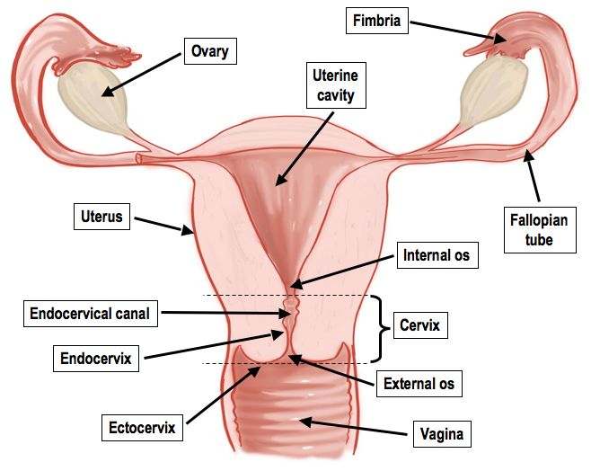 Female genitalia diagram