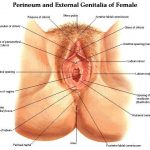 Female genitalia diagram