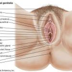 Female genitalia diagram