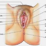 Female genitalia diagram