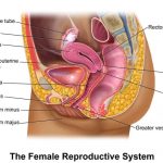 Female genitalia diagram