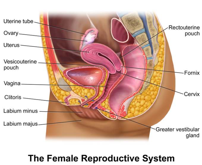 female genitalia presentation